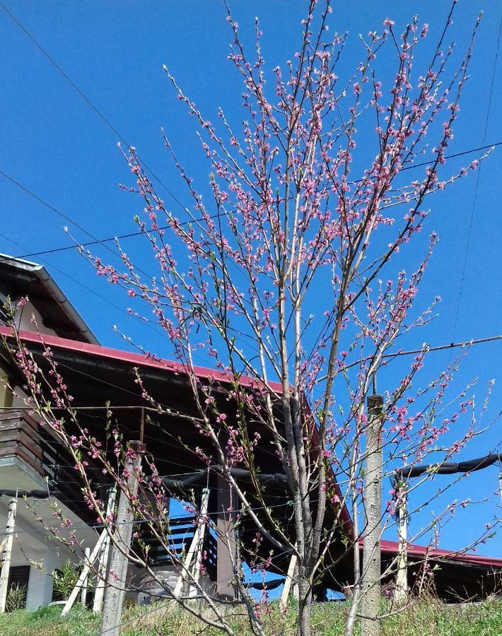 Mirkovec House Of The Red Poppyヴィラ エクステリア 写真